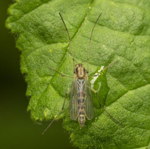 Chironomus sp.
